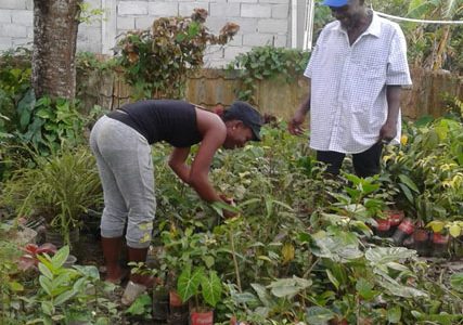 Green Dreamers: Chuku- Liana and ‘Plant Man’