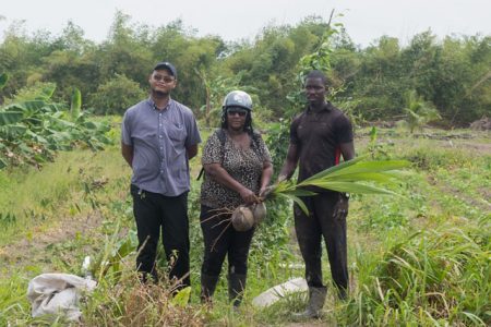 Mocha Extension Officer, Mitzie Barker (centre) handing over the coconut plants to Delvin Thompson (right).  Also, in photo is Public Relations Officer, Nikosi Bruce. (DPI photo)