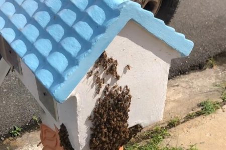 Bees which abandoned their hives after becoming disorientated by over two weeks of earthquakes and tremors swarm on a mail box in a residential street in Fajardo, Puero Rico January 12, 2020 in a still image from video. Video taken January 12, 2020. Courtesy of Hermes Conde via REUTERS