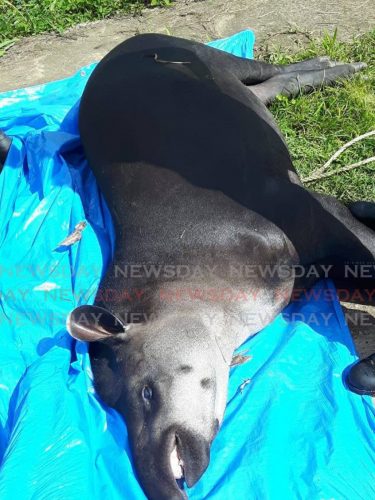 The tapir which was tranquilised before it was captured on Monday.