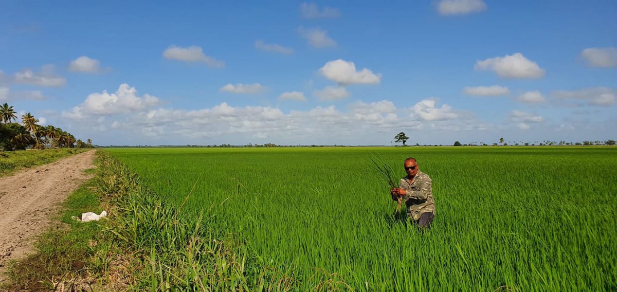 Pride of Agriculture: An Essequibo rice field