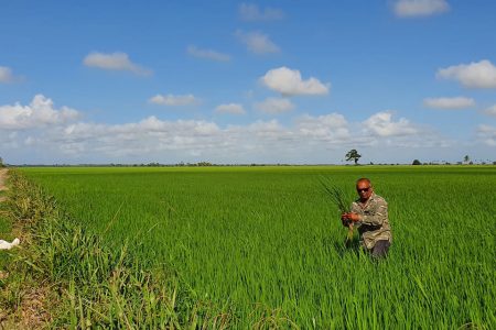 Pride of Agriculture: An Essequibo rice field