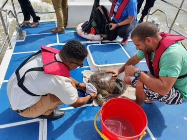 Protected Areas Commission Officer Samuel Benn and animal rights activist Sean Gonsalves comforts Sea Turtle while transporting for release (PAC photo)