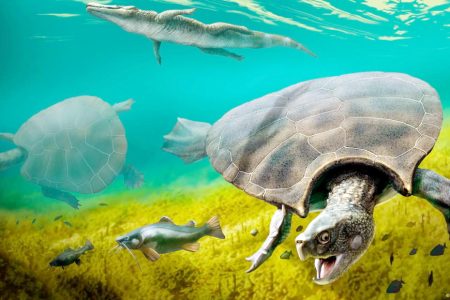 The huge extinct freshwater turtle, Stupendemys geographicus, which lived in lakes and rivers in northern South America during the Miocene Epoch, is seen in an illustration released on February 12, 2020. (J.A Chirinos illustration via REUTERS)