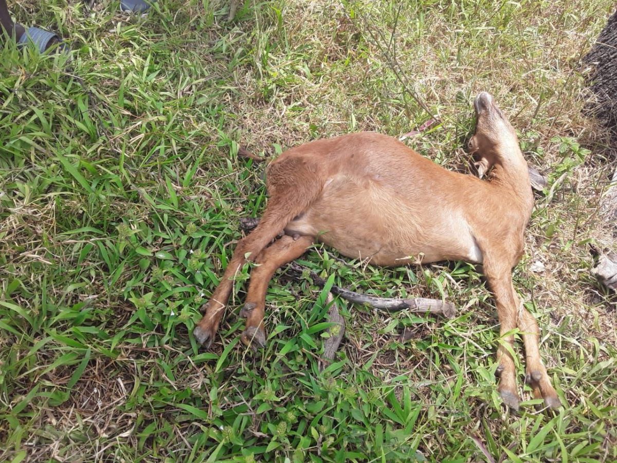 A dead goat is one of several animals confusing residents of Fullerton Village, Cedros.