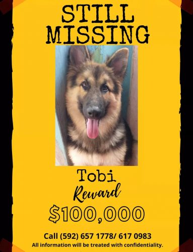 A poster for the still missing Tobi