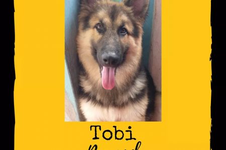 A poster for the still missing Tobi