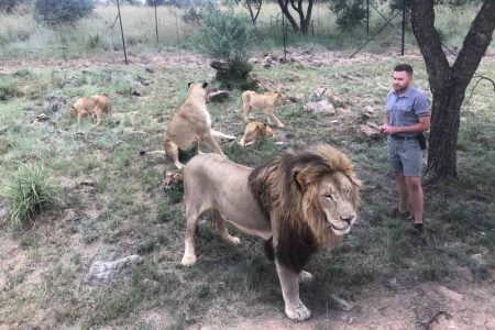 Animal trainer Shandor Larenty with a pride of lions at the Johannesburg Lion & Safari park. (REUTERS/Tim Cocks photo)
