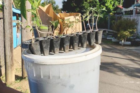 One of the ‘Low-Income’ gardening kits 