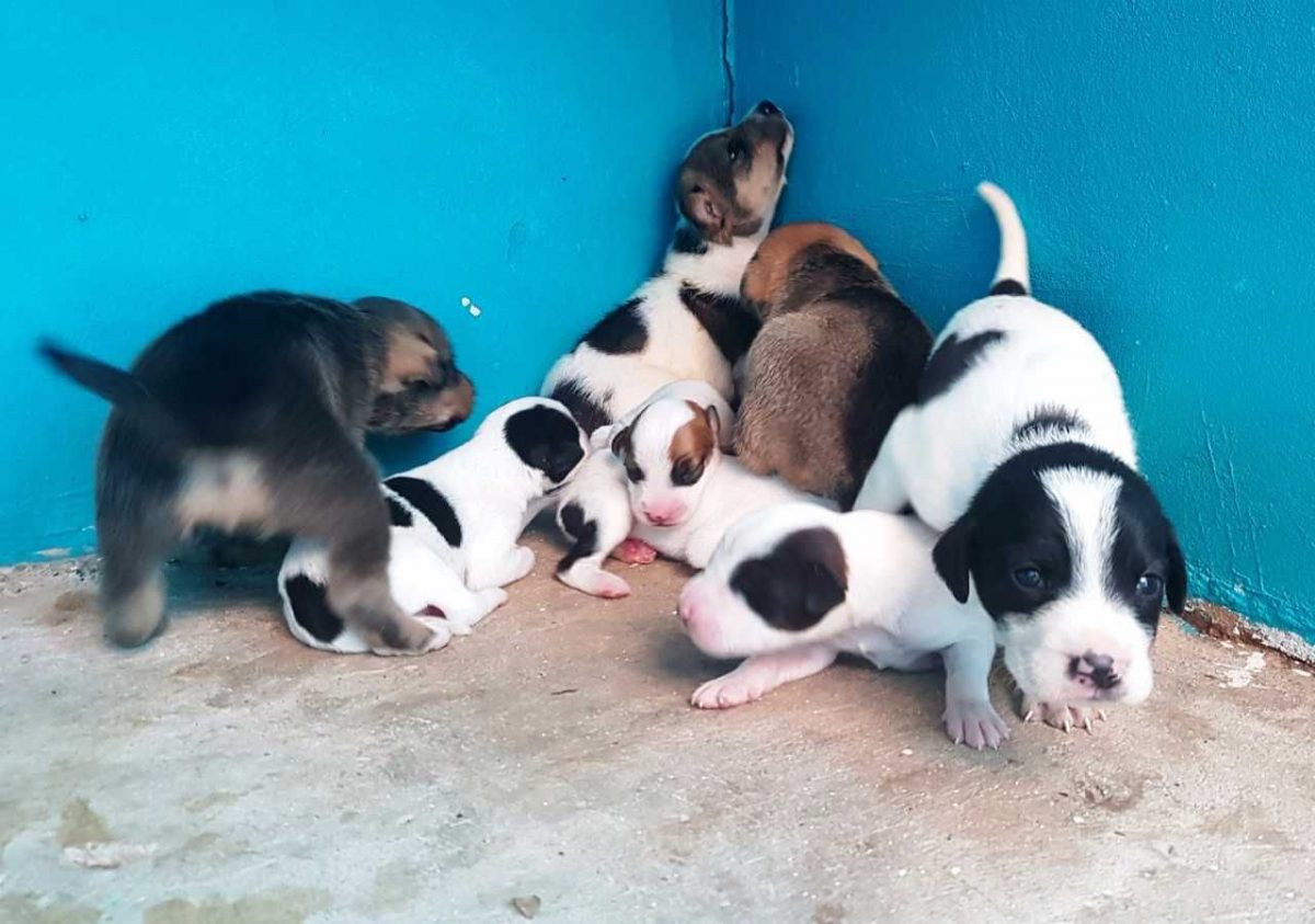 Abandoned puppies at a TTSPCA shelter.