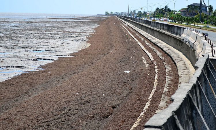 Seaweed along the Kitty seashore 