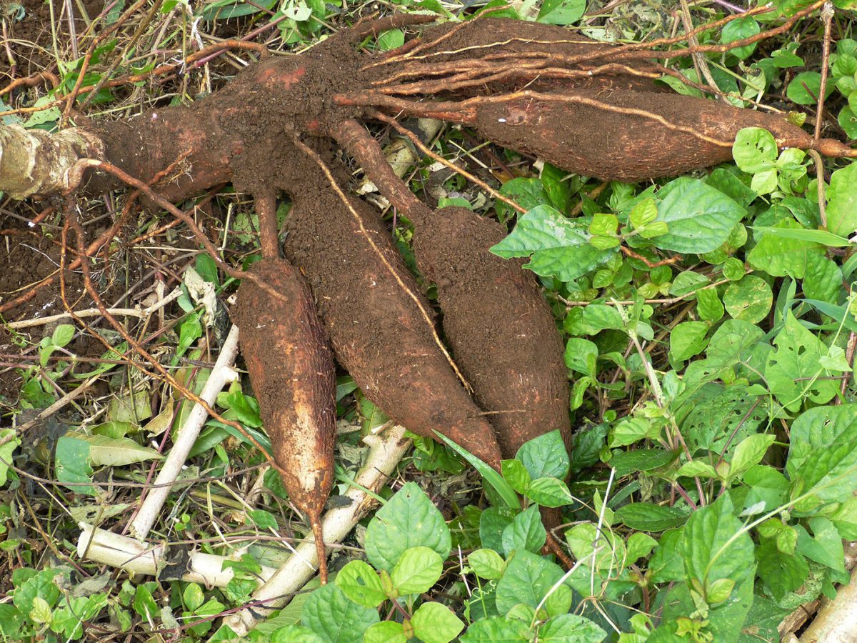Buyers are snapping up cassava in Zambia to produce ethanol for alcohol-based hand sanitiser (Image by falco from Pixabay)
