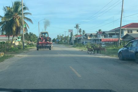Animals on the Essequibo Coast roadway