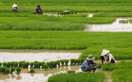 Rice cultivation in Asia