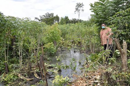 Masakenari Toshao,  Paul Chikema stands next to a submerged cassava farm in his village. (Ministry of the Presidency photo)