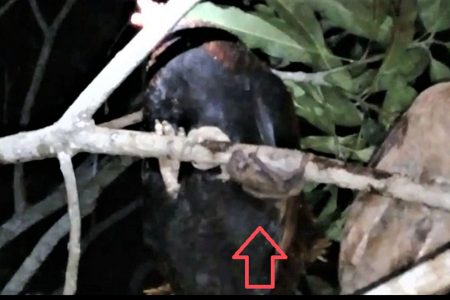 A screenshot from the video showing the bat and chickens.