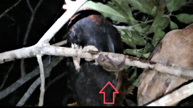 A screenshot from the video showing the bat and chickens.