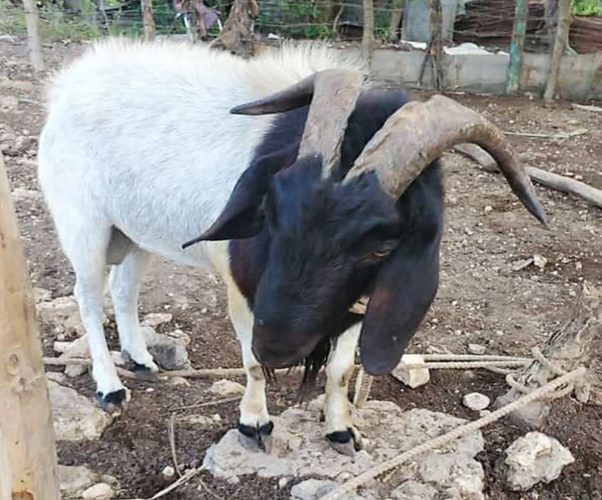 The ram that Otis James said attacked him.