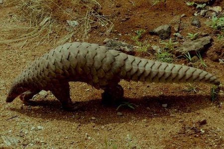 The endangered pangolin. This high-risk wildlife species is widely thought to be one of the sources of coronaviruses. (Copyright: A. J. T. Johnsingh, WWF-India and NCF, CC BY-SA 4.0)

