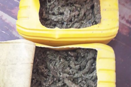 The two five-gallon containers with the suspected cannabis which were unearthed by police. (Guyana Police Force photo)