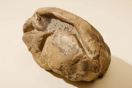 General view of a fossil egg of a marine reptile, found in Antarctica, in this picture obtained by Reuters on June 16, 2020. (UNIVERSITY OF CHILE/Handout via REUTERS) 