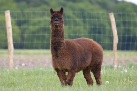 Tyson the Alpaca is pictured on a farm in an undisclosed location in Germany, where he has been immunised with coronavirus proteins leading to an antibody discovery that may aid human treatments for the virus. (Karolinska Institute/Preclinics gmBh handout) 
