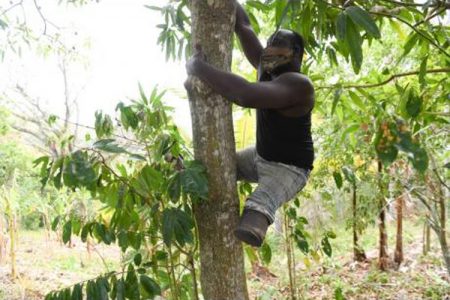 Clarendon farmer Andrew Nelson, who was born without legs, shows off his tree-climbing skills in Simon, Clarendon, yesterday.