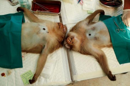 Two monkeys are seen sedated as veterinarians from the the Department of National Parks carry out a sterilization procedure due to the increase of the macaques population in the urban area and the tourist spots of the city of Lopburi, in Thailand June 22, 2020. REUTERS/Jorge Silva