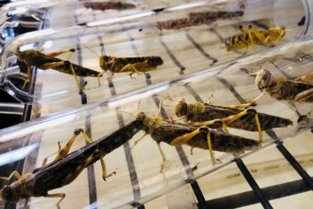 Locusts used for research are seen inside glass tubes in a laboratory in the International Centre of Insect Physiology and Ecology, an international scientific research institute at Nairobi, Kenya last month. (REUTERS/ Jackson Njehia photo)
