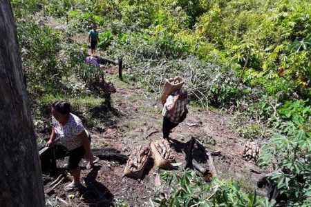 Residents salvaging the last of the cassava crops earlier in June.
