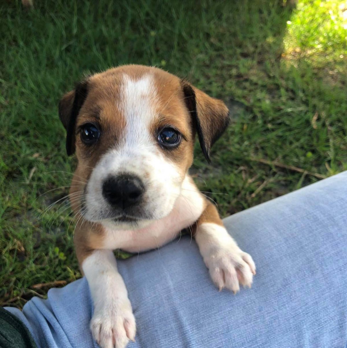 One of two puppies rescued last week by local non-governmental organisation Paws for a Cause. The organisation has invited voting on names on its Facebook page. (Paws for a Cause photo)