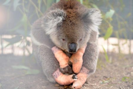 An injured koala sits at the Kangaroo Island Wildlife Park, at the Wildlife Emergency Response Centre in Parndana, Kangaroo Island, Australia January 19, 2020. REUTERS/Tracey Nearmy