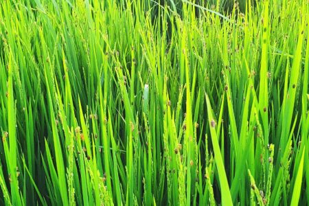 Paddy bugs on stalks of rice in a field on the Essequibo Coast