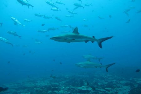  Gray reef sharks, the subject of a study on social behavior among sharks, are seen in the Pacific Ocean around the Palmyra Atoll, about 1,000 miles (1,600 km) southwest of Hawaii in this undated photo released on August 12, 2020. Yannis Papastamatiou/Handout via REUTERS.