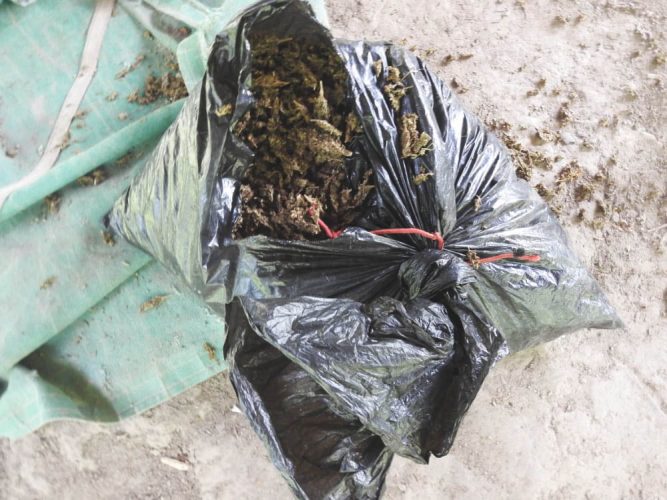 A quantity of cannabis which was found and destroyed
