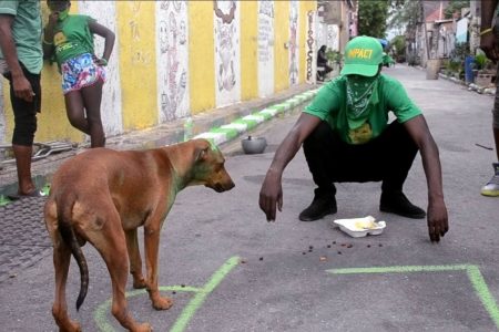 A video grab of Rambo or Shower Dog being fed by a resident of central Kingston. Hours earlier, the dog was painted green in support of the Jamaica Labour Party.