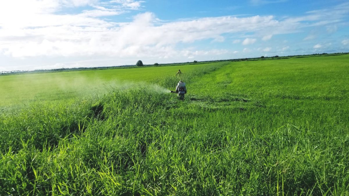 Spraying rice lands at Washington, West Coast Berbice (Ministry of Agriculture photo)