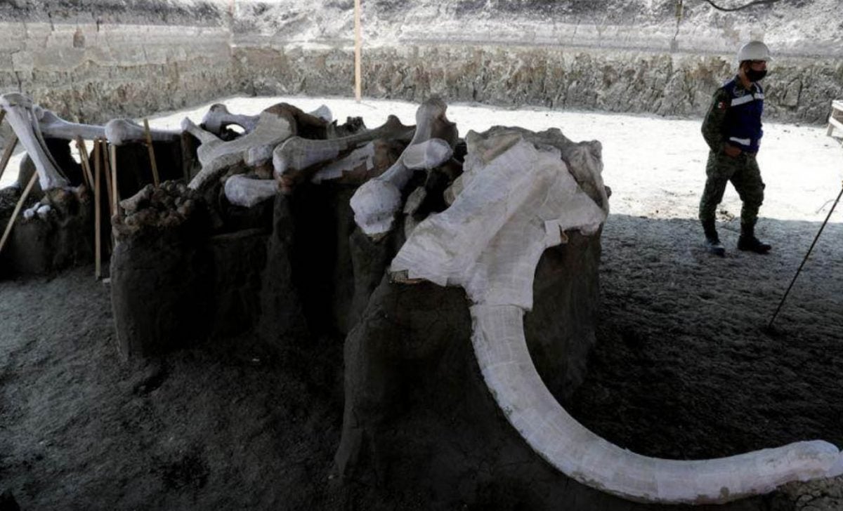 Mammoth bones at a site where more than 100 mammoth skeletons have been identified, along with a mix of other Ice Age mammals. The site is located in an area where a new international airport is currently being built at Zumpango, near Mexico City, Mexico. (REUTERS/Henry Romero photo)