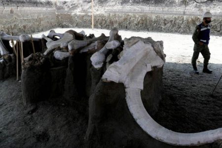 Mammoth bones at a site where more than 100 mammoth skeletons have been identified, along with a mix of other Ice Age mammals. The site is located in an area where a new international airport is currently being built at Zumpango, near Mexico City, Mexico. (REUTERS/Henry Romero photo)