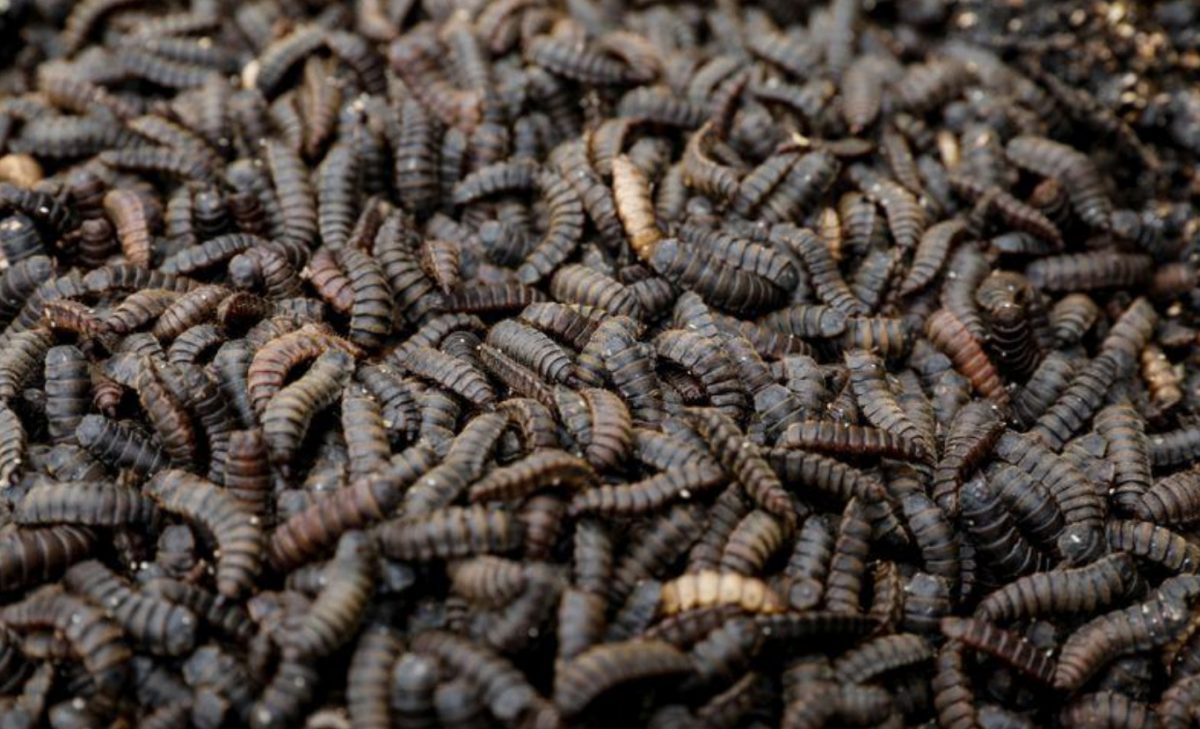 The larvae of the black soldier flies are seen in the InsectPro farm at Red Hill, Kiambu County, Kenya, September 11, 2020. (REUTERS/Baz Ratner photo)
