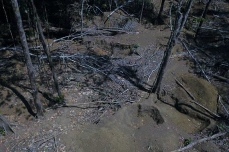 The Iwokrama Centre says the burnt trees are evidence of preparation for mining activity in the protected forest (Iwokrama International Centre photo)
