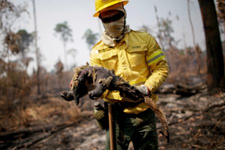 Cleio Junior, a fire brigade member for the Brazilian Institute of the Environment and Renewable Natural Resources, holds a dead anteater while attempting in August to control hot points in a tract of the Amazon jungle near Apui, Amazonas State, Brazil [File: Ueslei Marcelino/Reuters]
