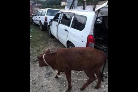 A calf and a motor car recovered by the police during an anti-praedial larceny operation in St Ann.
