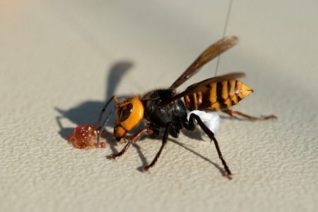 A radio tracking device fitted by Washington State Department of Agriculture (WSDA) entomologists is seen on one of three Asian giant hornets before they led researchers to a colony in a tree near Blaine, Washington, U.S. October 22, 2020. Picture taken October 22, 2020.  WSDA/Karla Salp/Handout via REUTERS