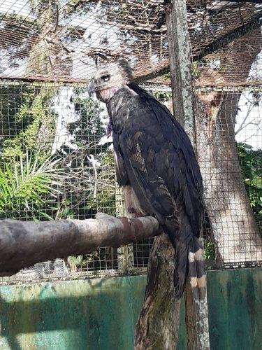 The Harpy Eagle that was rescued. It is now being cared for at the Guyana Zoo by the GWCMC.
