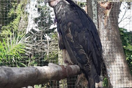 The Harpy Eagle that was rescued. It is now being cared for at the Guyana Zoo by the GWCMC.
