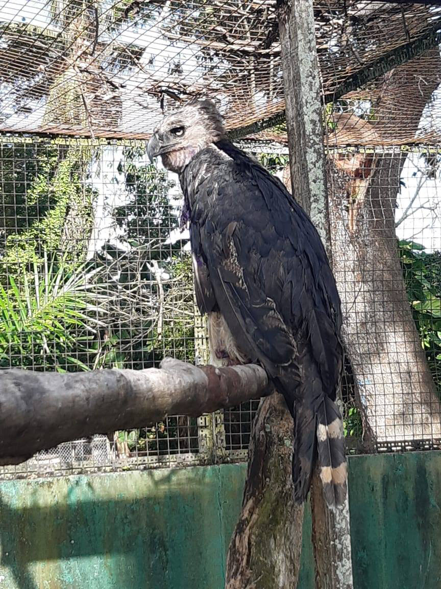 Rescued Harpy Eagle in recovery at zoo - Stabroek News