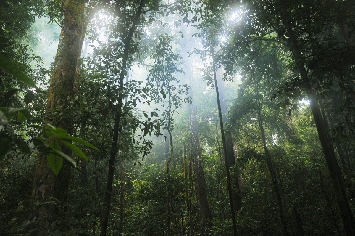 Despite concentrated efforts to curb losses, tropical forests are being cleared at a rate of a soccer pitch every six seconds – and deforestation accounts for about 11% of man-made greenhouse gas emissions each year, according to the U.N. Food and Agriculture Organization.
