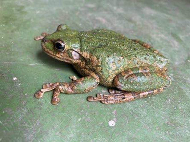 Scientist urges Jamaicans to report sightings of invasive Cuban tree