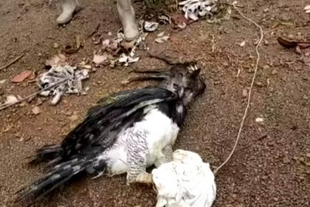 The Harpy Eagle that was captured by the men. 